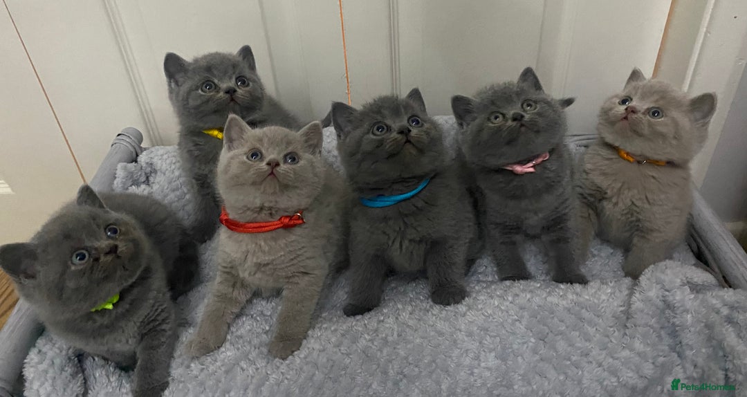 British Shorthair cats for stud: 👑  STUD BLUE CHAMPION BRED EAST MIDLANDS  in Derby - Image 6