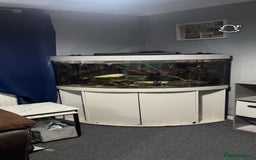 Piranhas fish for sale: 6 piranhas  - Image 1