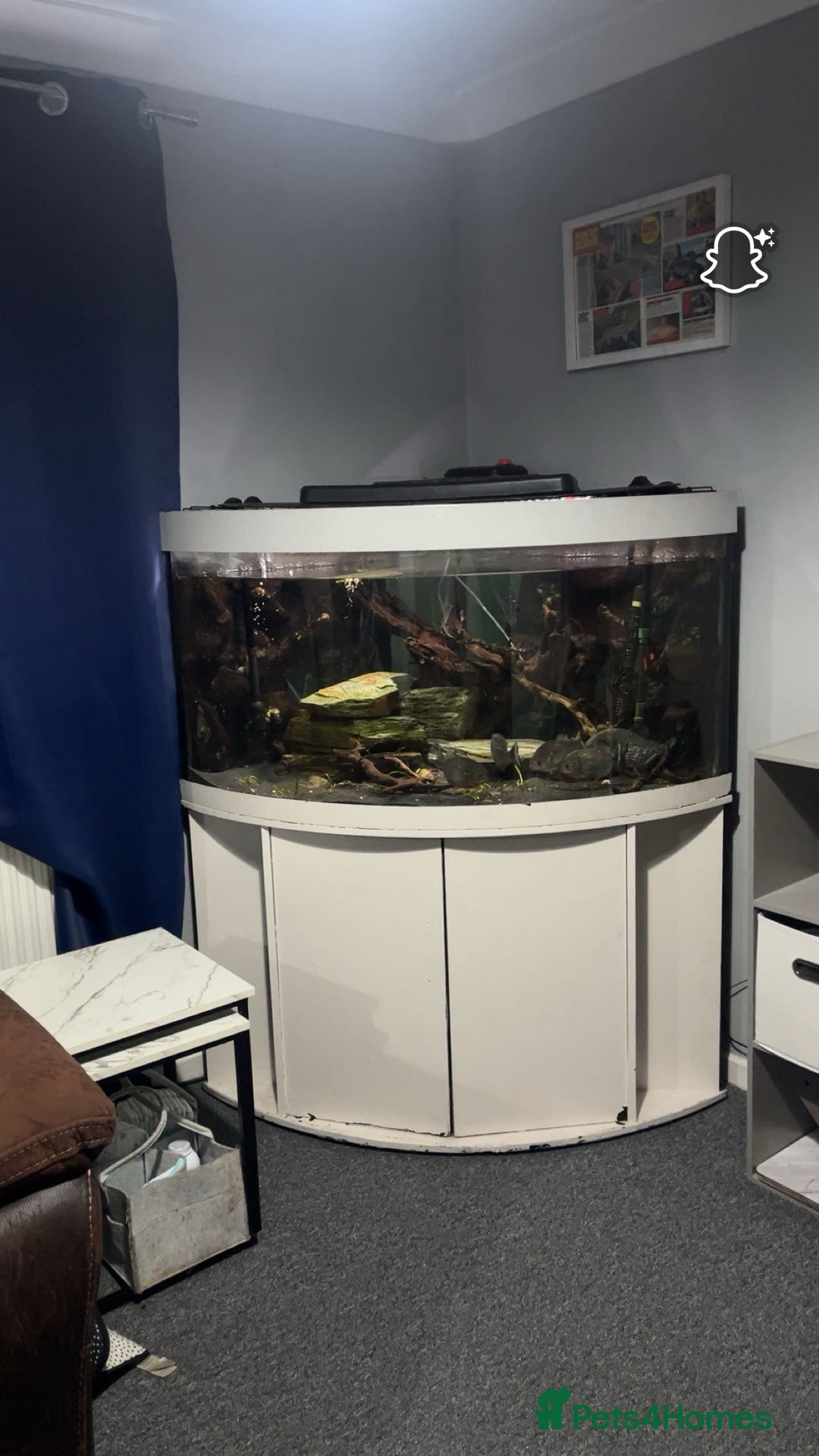 Piranhas fish for sale: 6 piranhas  - Image 1