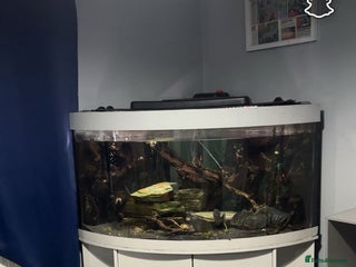 Piranhas fish - Advert 5