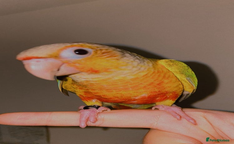 Conures birds - Advert 2