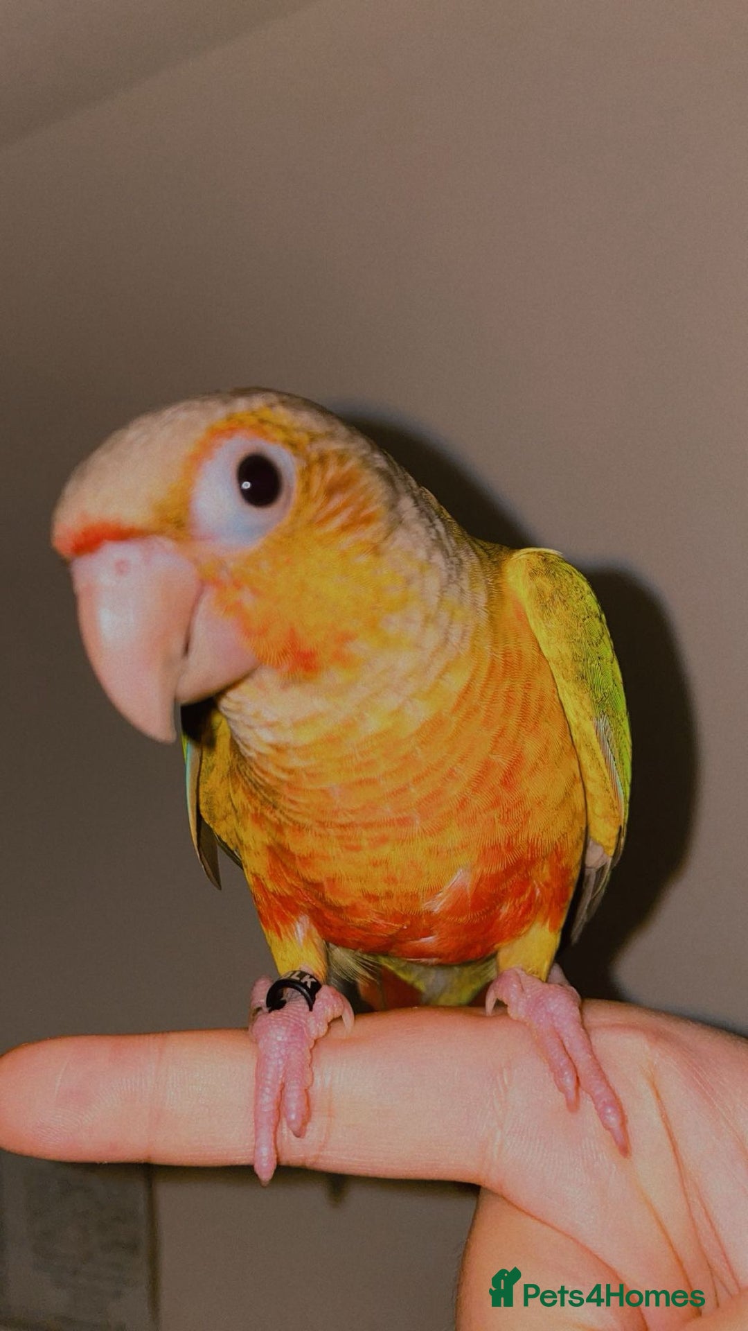 Conures birds for sale: Beautiful tame Conures ""£300 Each"" - Image 2