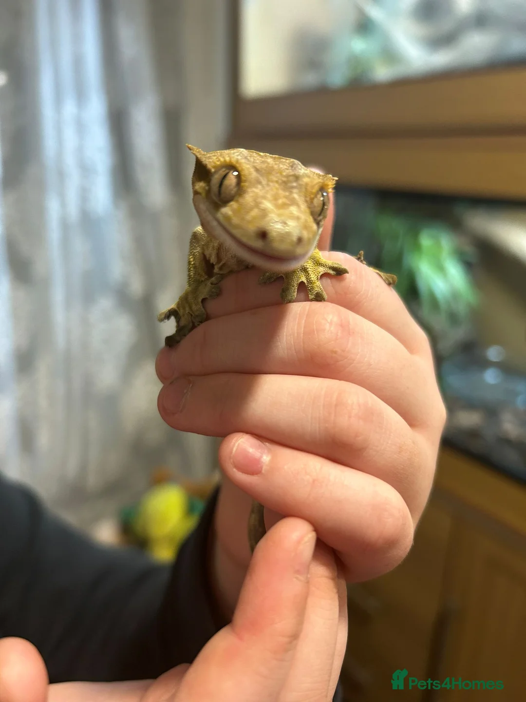 Gecko reptiles for sale: Spike the crested gecko in Clacton-on-Sea - Advert 2