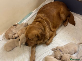 Golden Retriever dogs Golden retriever - Advert 1