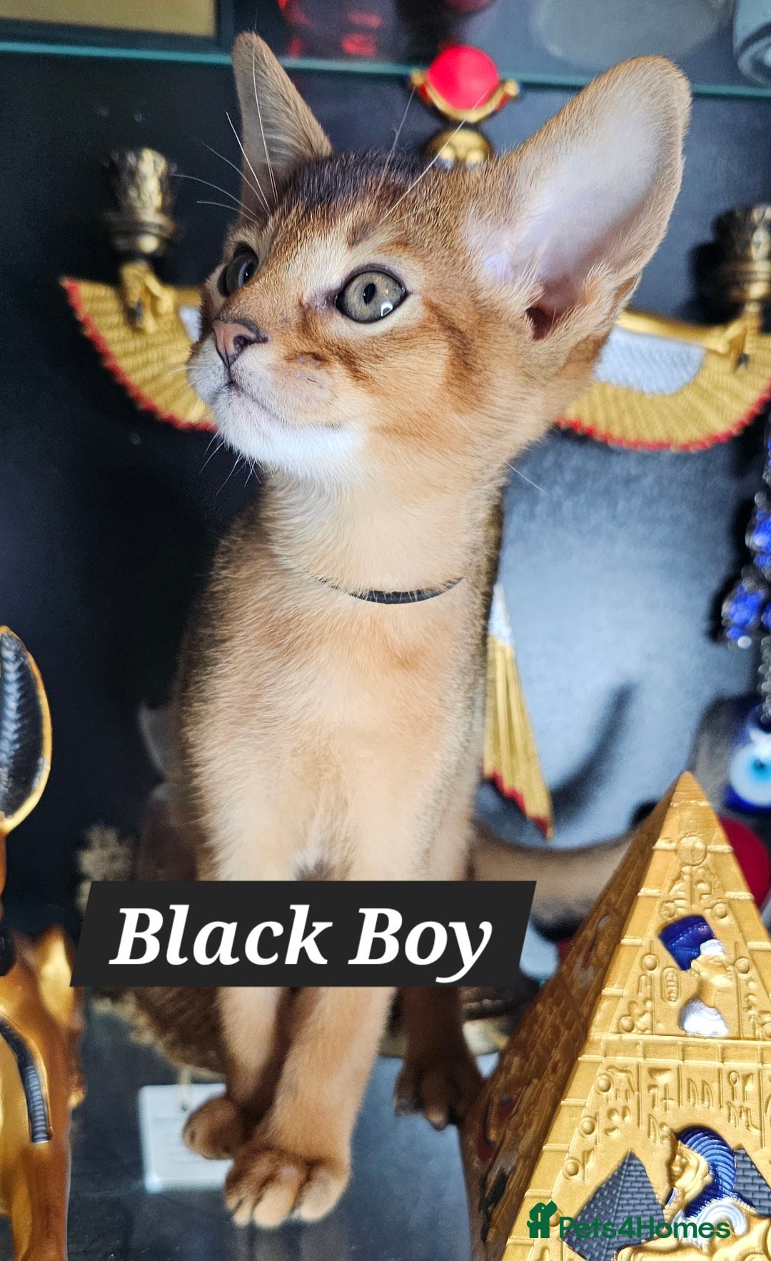 Abyssinian cats for sale: 4 Abyssinian kittens for sale - Advert 23