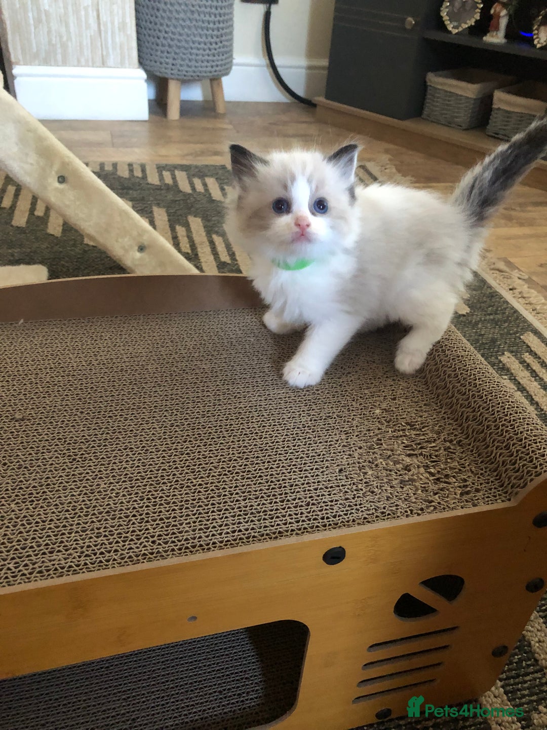 Ragdoll cats for sale: Beautiful Ragdoll kitties - Advert 6