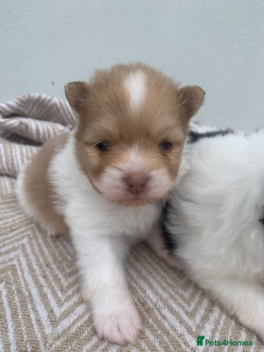 Pomeranian dogs for sale: Pomeranian puppies two males   - Image 6