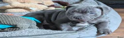 Staffordshire Bull Terrier dogs for stud: Kenbloom Mcintosh  - Advert 20