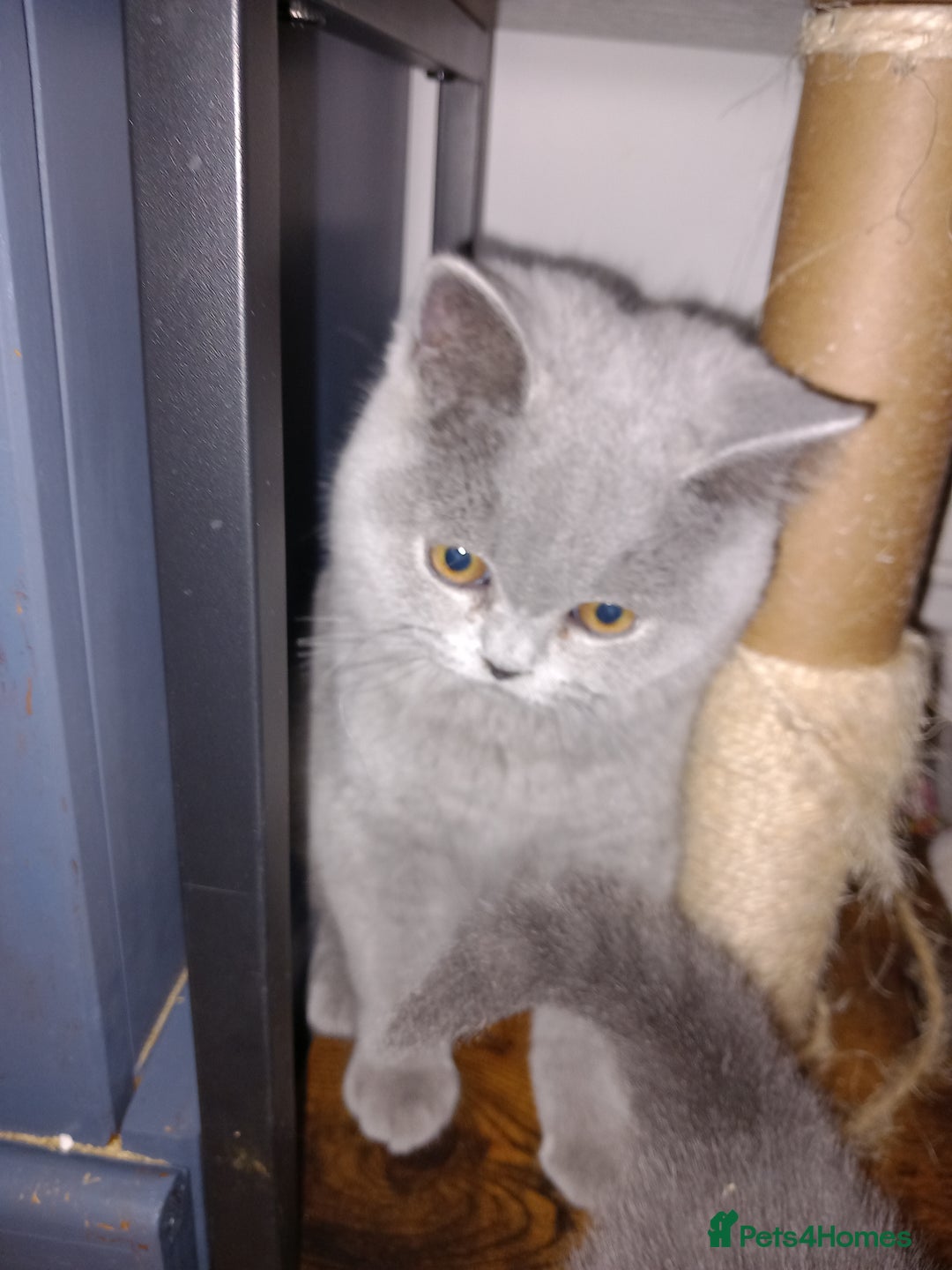 British Shorthair cats for sale: Championship Bloodline Blue BSH GCCF - Advert 7