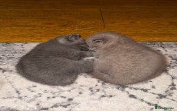 British Shorthair cats for sale: Pure British Shorthair kittens for sale  - Image 6