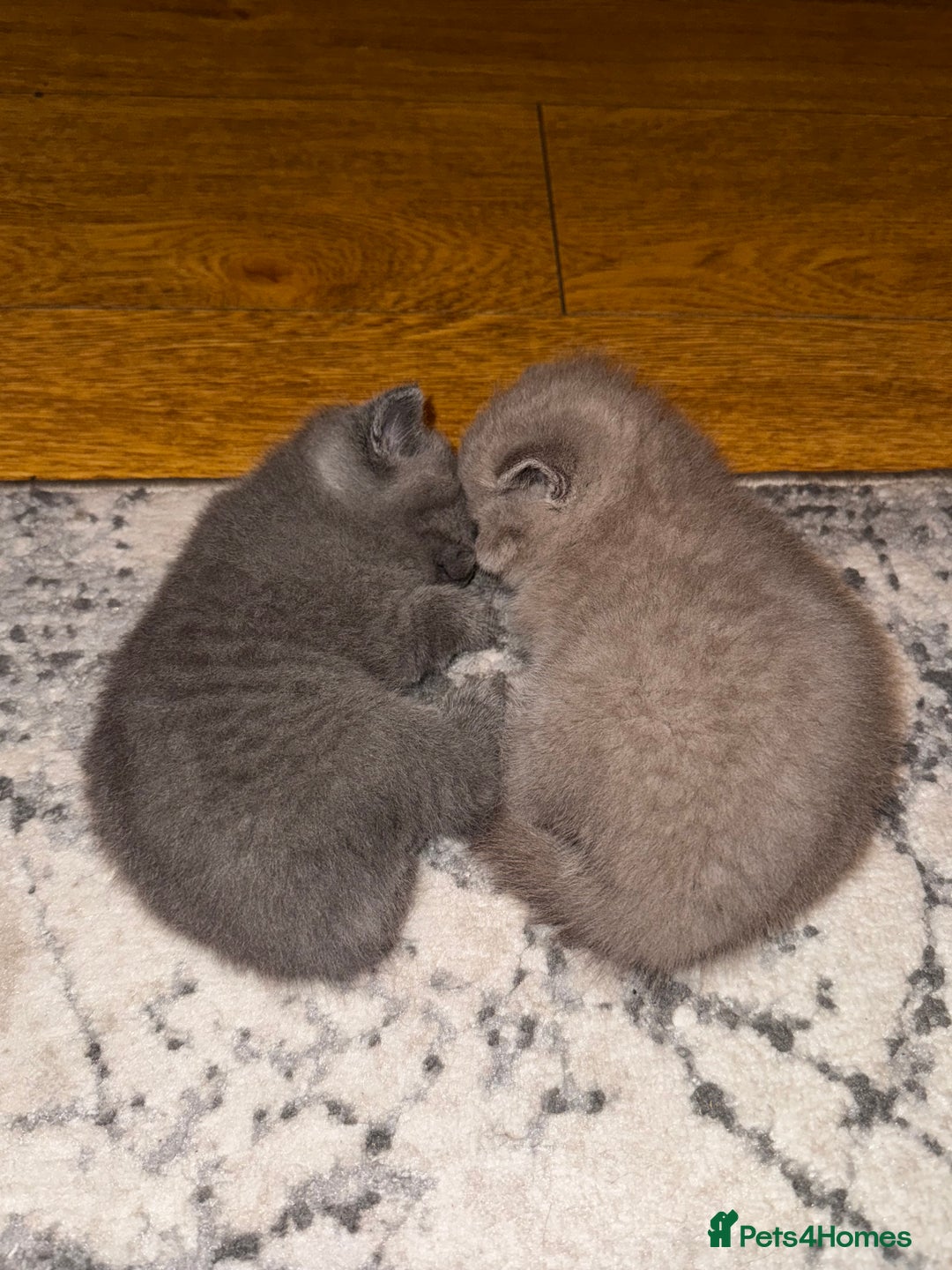 British Shorthair cats for sale: Pure British Shorthair kittens for sale  - Image 6