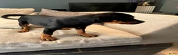 Mixed Breed dogs for sale: 6 Rottweiler catahoula bully puppies  - Advert 17