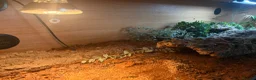 Gecko reptiles for sale: 4 African fat tailed geckos  in Weston-super-Mare - Advert 3