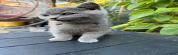 British Shorthair cats for sale:  Lovely Girl - Advert 6