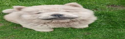 Chow Chow dogs for sale: 10 week old chow chows  - Advert 8
