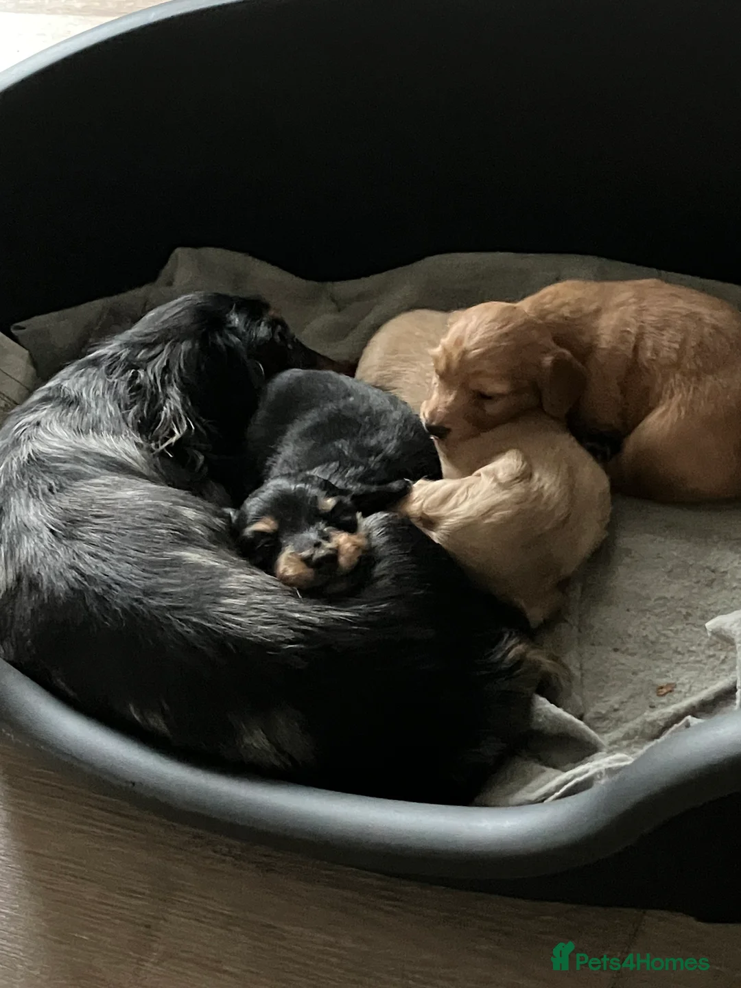 Miniature Dachshund dogs for sale: KC Reg Miniature Long Hair Dachshund  - Advert 4