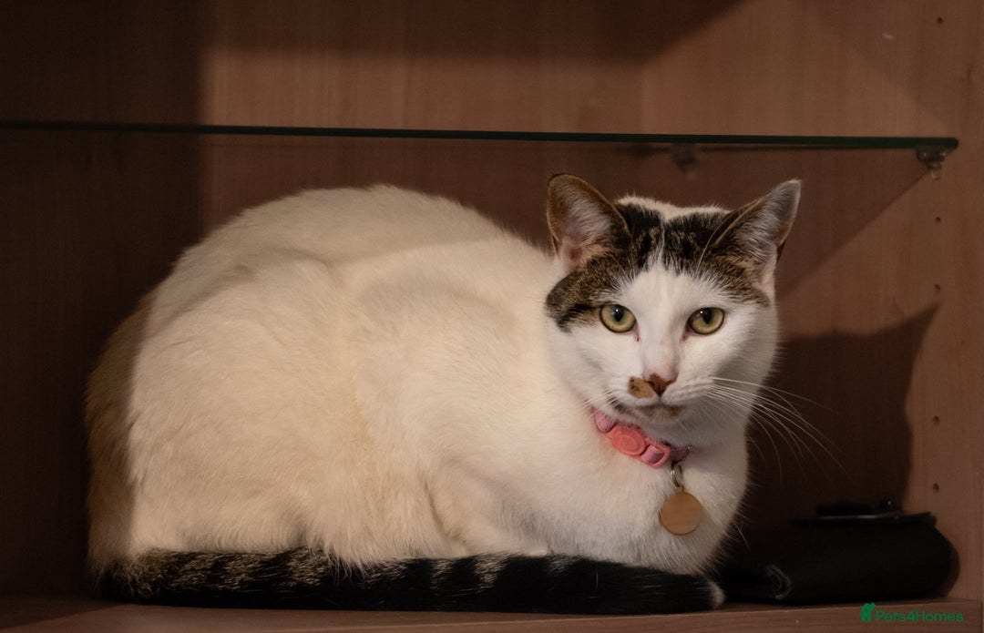 British Shorthair cats for sale: 2 year old beautiful white girl cat.  - Image 2