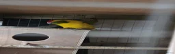 Parakeets birds for sale: 2 pairs of kakarikis and 1 pair of black rosellas - Advert 5