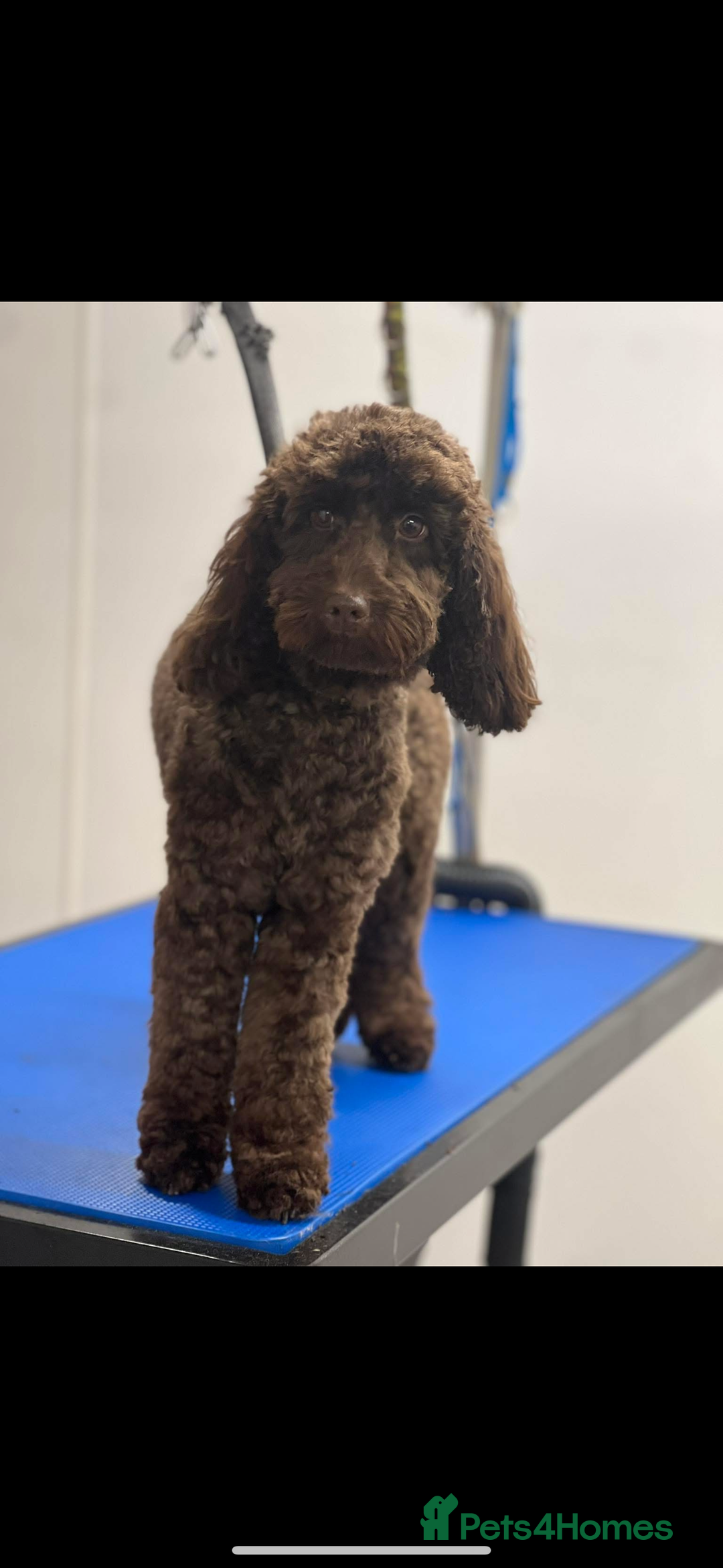 Cockapoo dogs for sale: Cockapoo f2b chocolate boys  - Advert 2