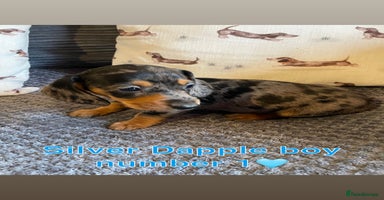 Miniature Dachshund dogs - Advert 8