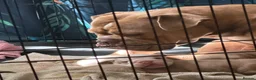 Olde English Bulldogge dogs for sale: Olde English Bulldogge  - Advert 16