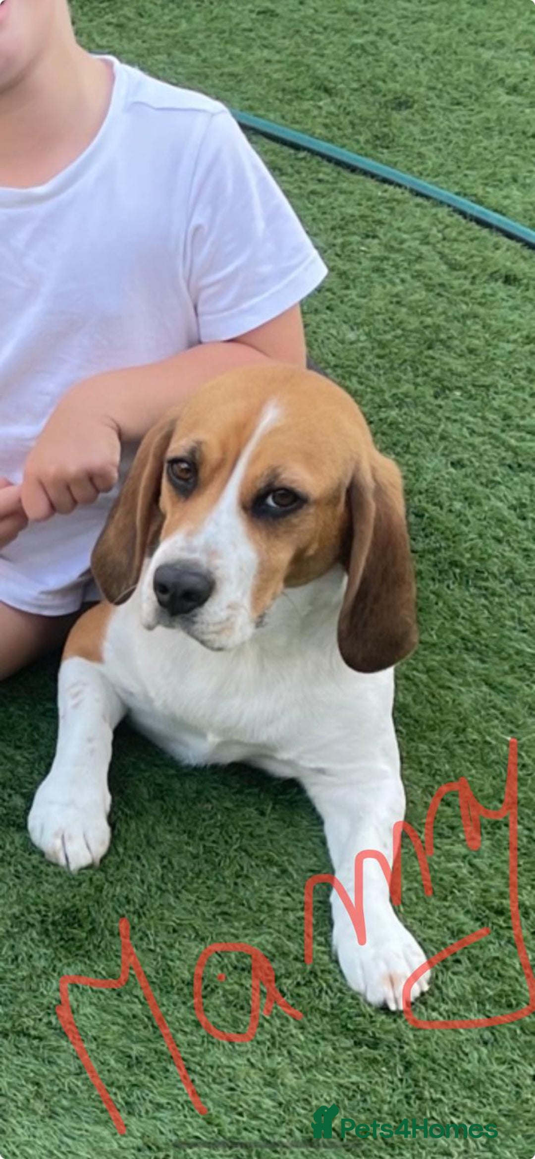 Beagle dogs for sale: Gorgeous tricolor beagles puppy - Advert 7