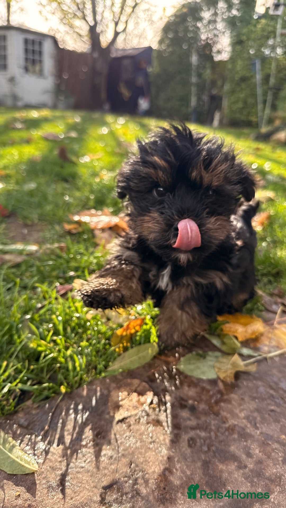 Yorkshire Terrier dogs for sale: READY TO GO - Yorkshire Terrier (rare colours) - Advert 8