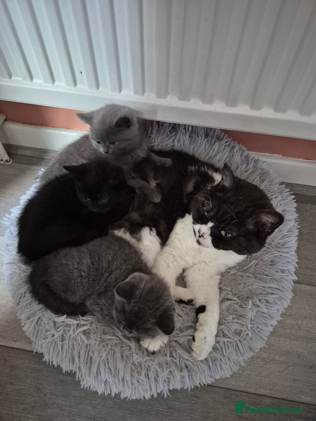 British Shorthair cats for sale: Last British shorthair kitten available! - Image 8