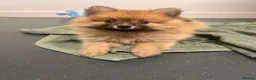 Pomeranian dogs for sale: Pomeranian Puppies - Advert 8
