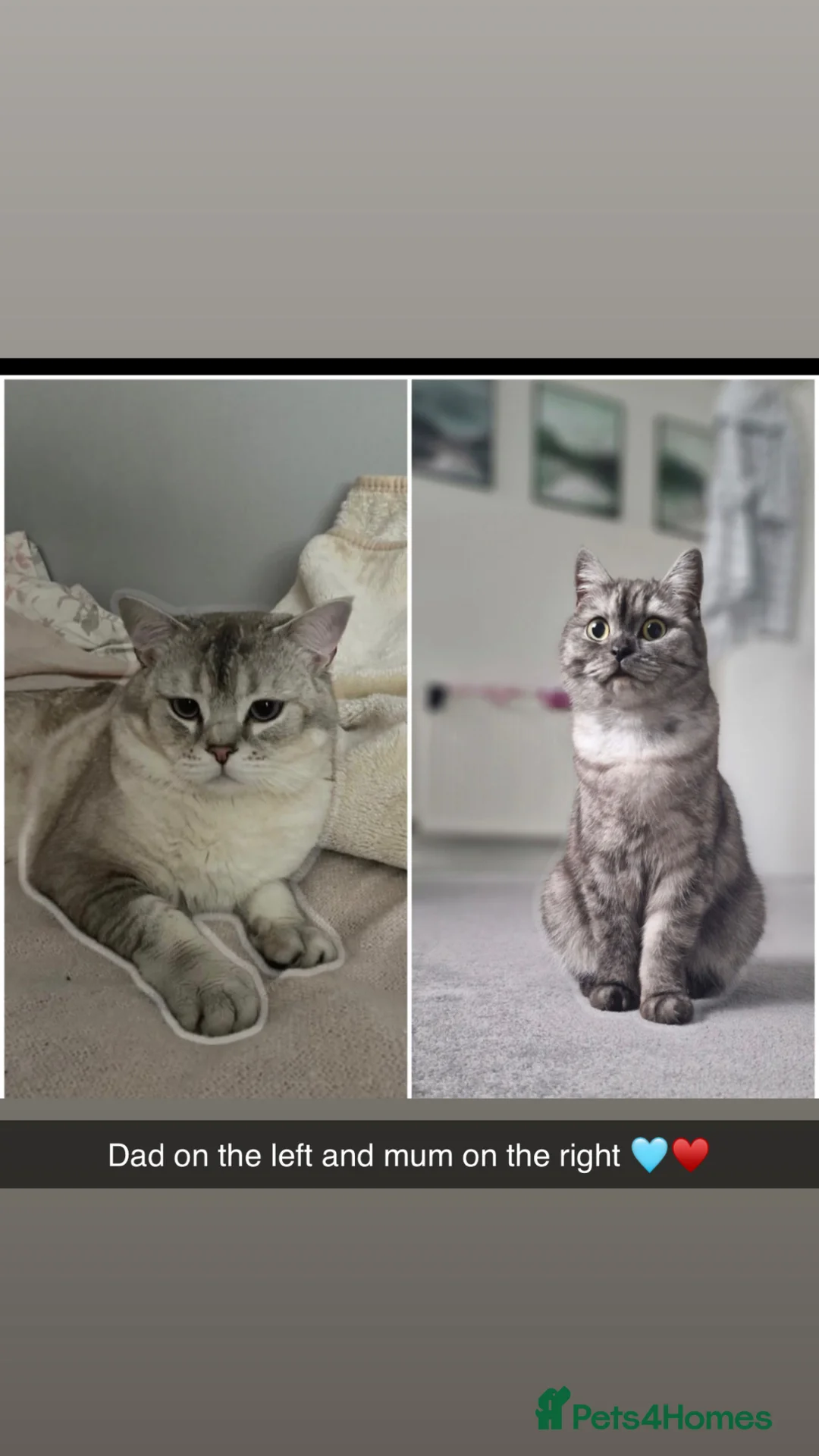 Mixed Breed cats for sale: 🩵 Blue eyed boy Brucie  🩵 - Advert 2