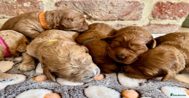 Cavapoo dogs - Advert 6