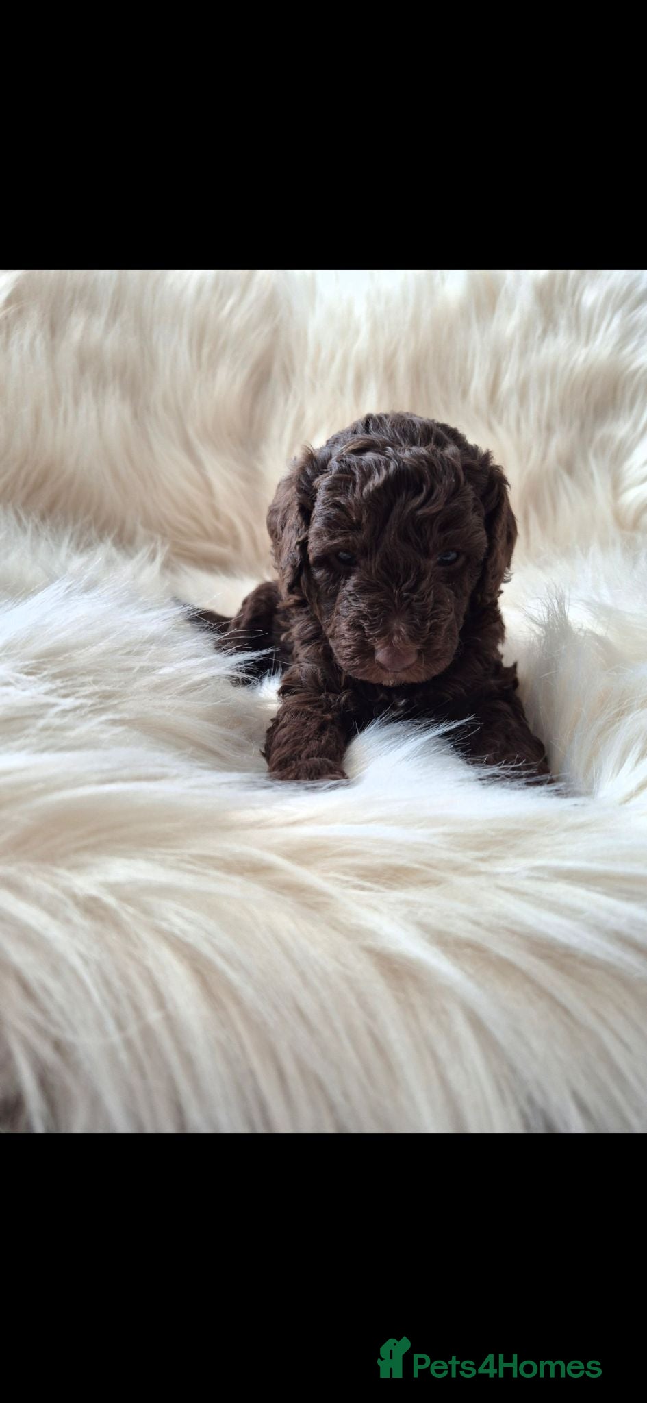 Cockapoo dogs Cockapoo pups choc/merle 2 GIRL & 2 BOYS LEFT - Advert 2