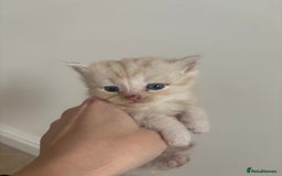 Persian cats for sale: 5 little Persian x boys - Image 4