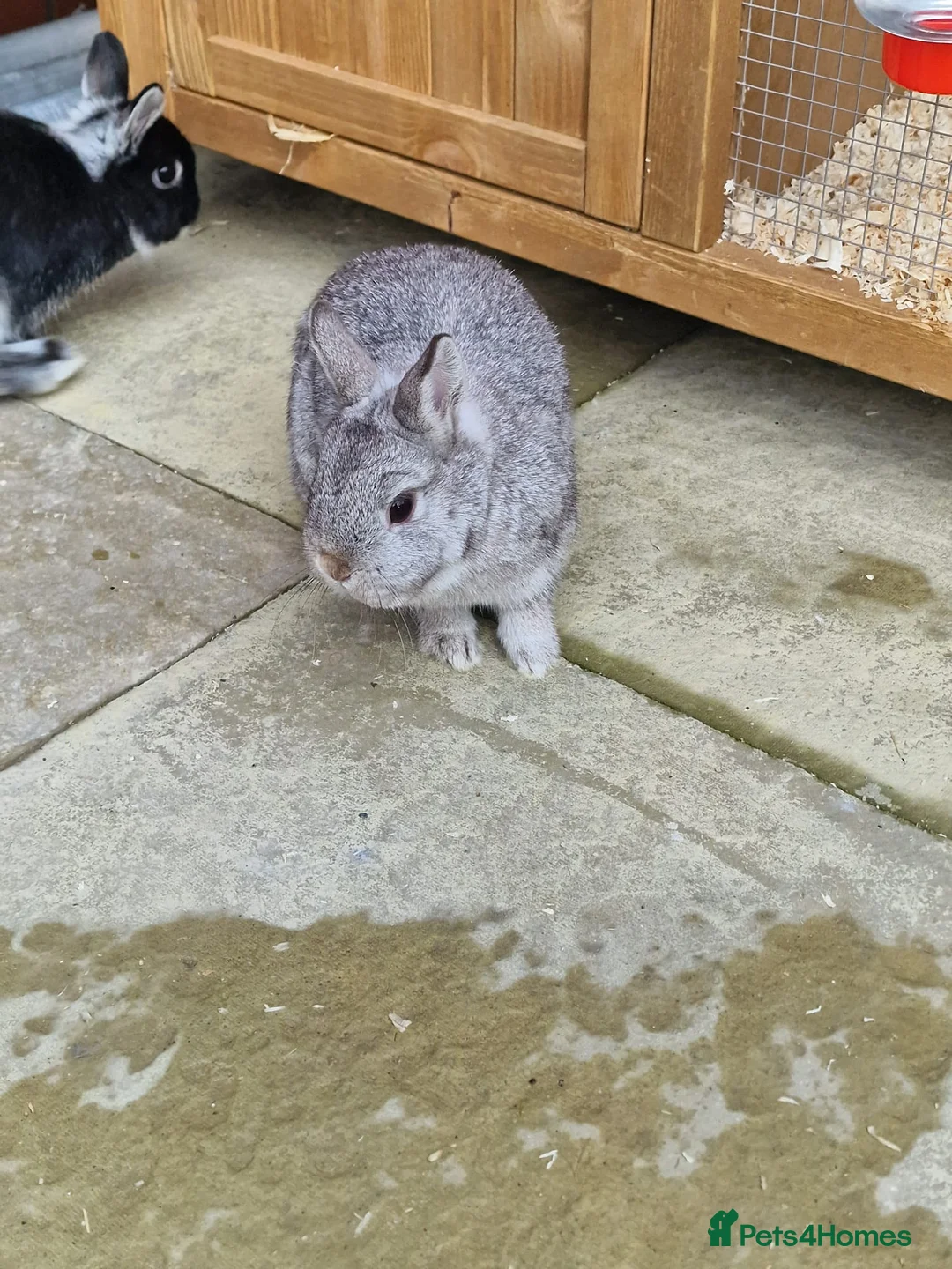 Netherland Dwarf rabbits for sale: 2 female Netherlands dwarf rabbits with hutch - Advert 6