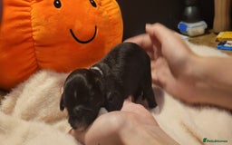 Shih Tzu dogs for sale: shih tzu puppies  - Advert 15