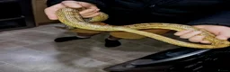 Corn Snake reptiles for sale: Corn snake  - Advert 4