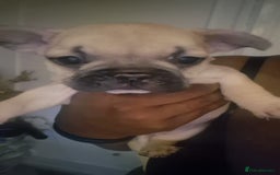 French Bulldog dogs for sale: Beautiful frenchie puppies looking to be homed  - Image 12