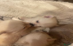 Pomchi dogs for sale: 3 little pomchis  - Advert 12