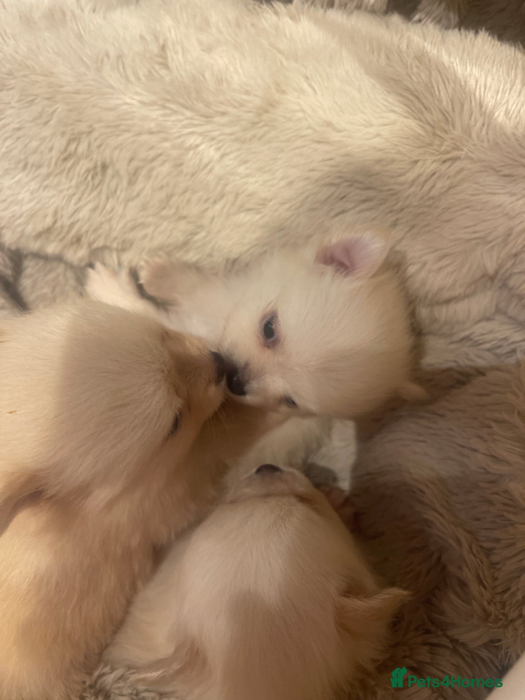 Pomchi dogs for sale: 3 little pomchis  - Advert 12
