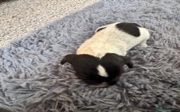 Mixed Breed dogs for sale: 6 gorgeous cocker jacks available  - Image 6