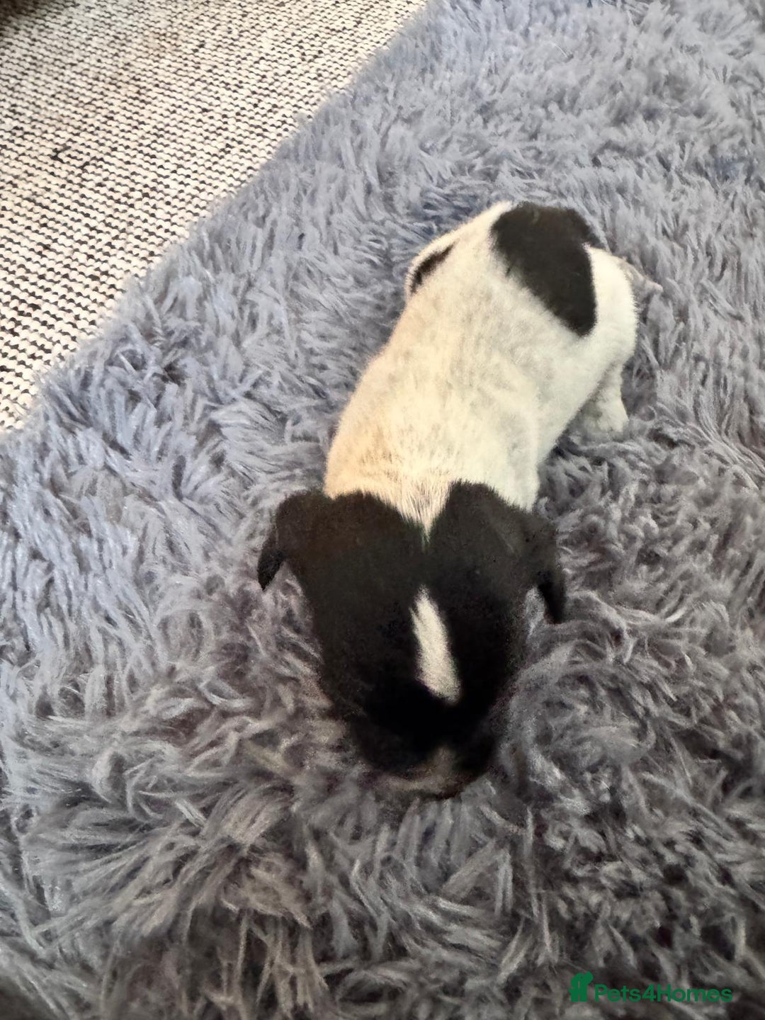 Mixed Breed dogs for sale: 6 gorgeous cocker jacks available  - Image 6