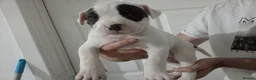 Mixed Breed dogs for sale: Mother and father are family pets  - Advert 3