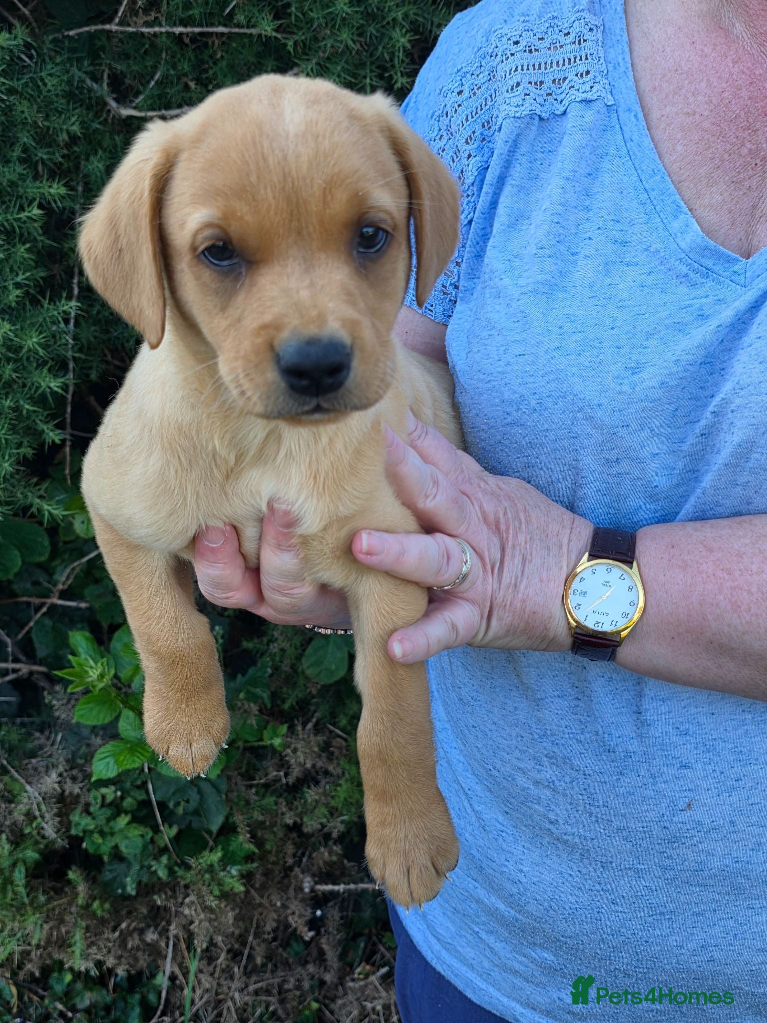 Labrador Retriever dogs Beautiful yellow/fox red pups with strong heads - Advert 1