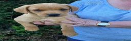 Labrador Retriever dogs for sale: Beautiful yellow/fox red pups with strong heads - Advert 1