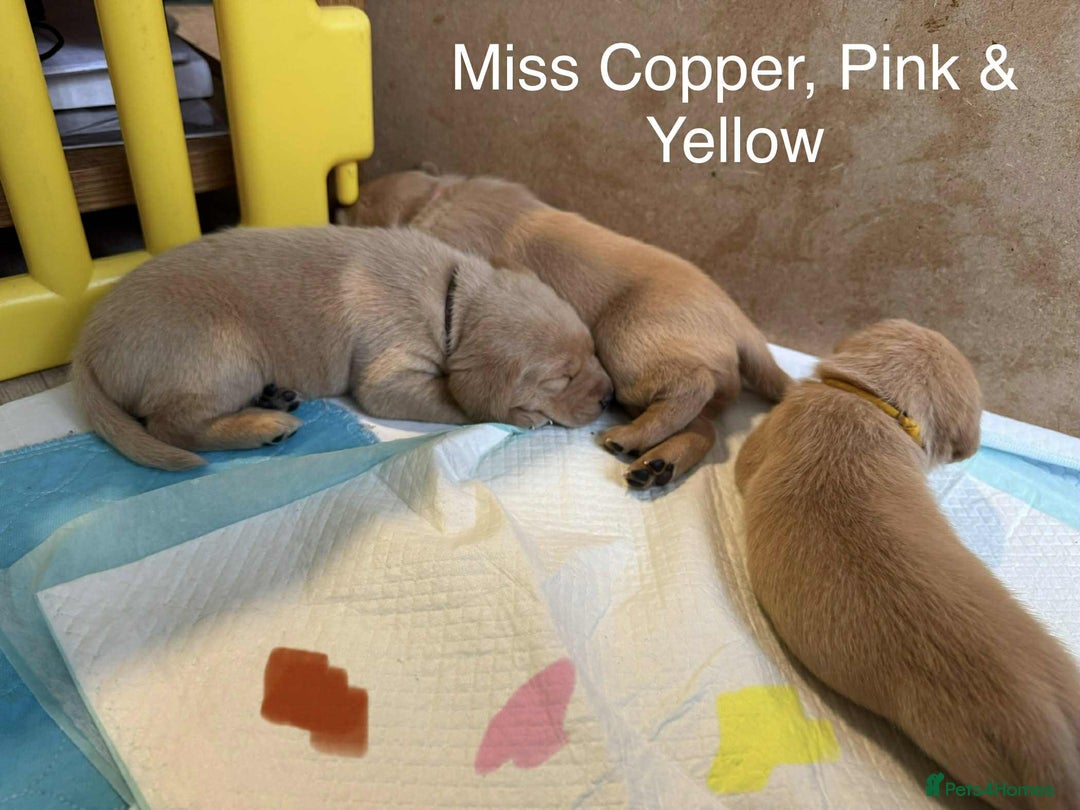 Labrador Retriever dogs for sale: Dudley Fox Red Labradors with FTCH in lineage - Advert 4