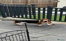 Basset Hound dogs for sale: Basset hound 3 years  - Image 6