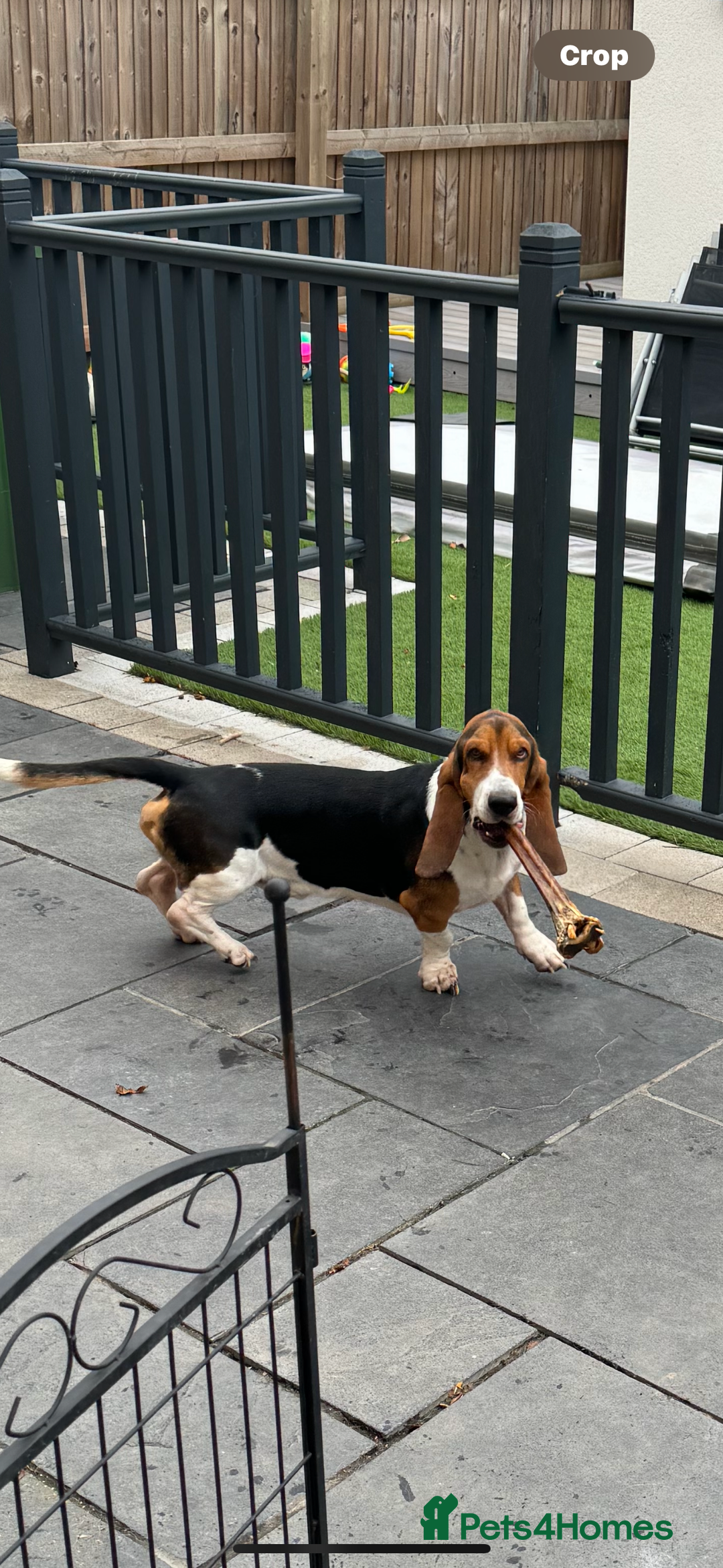 Basset Hound dogs for sale: Basset hound 3 years  - Image 6