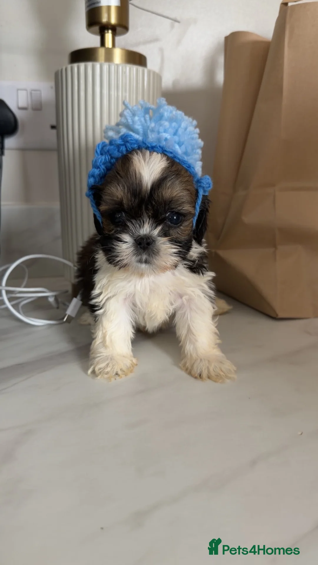 Shih Tzu dogs for sale: Shih Tzu puppies  - Advert 2