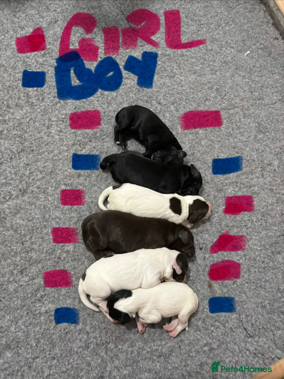 Cocker Spaniel dogs for sale: Working cocker spaniels  in Newmarket - Advert 10
