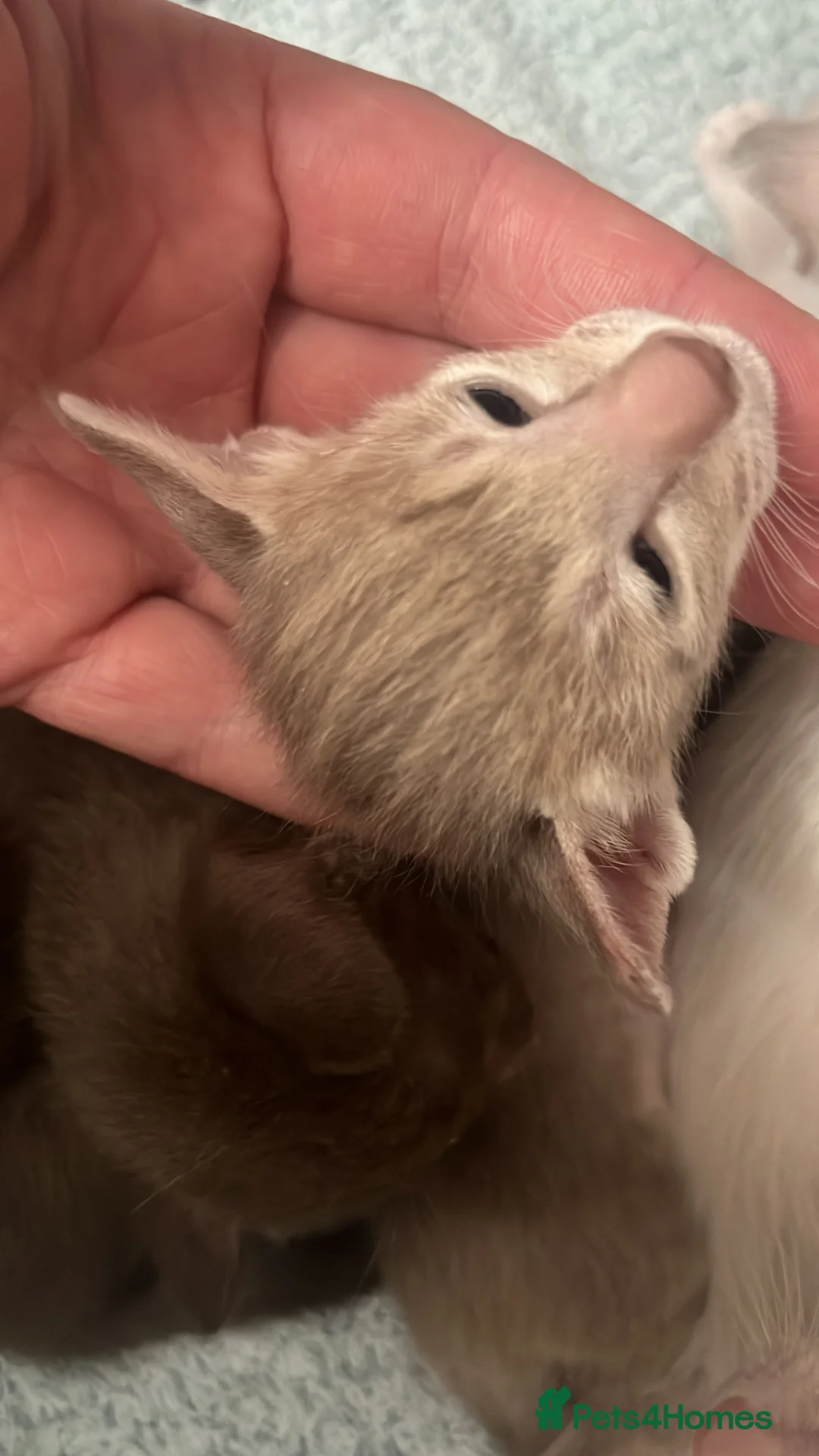 Oriental cats for sale: Full pedigree GCCF registered oriental kittens - Advert 18